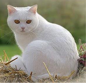 Белые британцы: фото британских белых котов, кошек, котят  